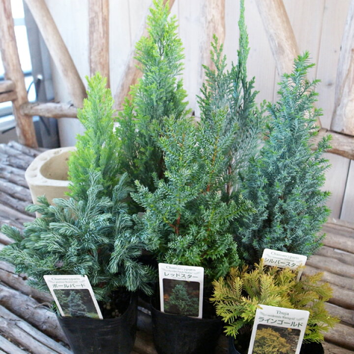 楽天市場 コニファー ミックス3株セット 観葉植物 コニファー 垣根 庭植え 種類 葉 販売 通販 種類 母の日 花 ガーデニング岐阜緑園