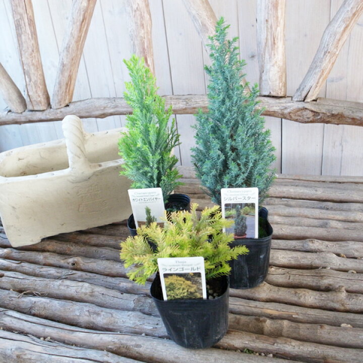 楽天市場 コニファー ミックス3株セット 観葉植物 コニファー 垣根 庭植え 種類 葉 販売 通販 種類 母の日 花 ガーデニング岐阜緑園