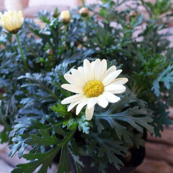 楽天市場 マーガレット ムーンライト 花芽付 3号サイズ 苗 ほのかな花 恋占いの花 半耐寒性常緑多年草 母の日 花 ガーデニング岐阜緑園