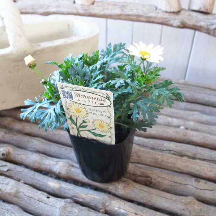 楽天市場 マーガレット ムーンライト 花芽付 3号サイズ 苗 ほのかな花 恋占いの花 半耐寒性常緑多年草 母の日 花 ガーデニング岐阜緑園 楽天市場 マーガレット ムーンライト 花芽付 3号サイズ 苗 ほのかな花 恋占いの花 半耐寒性常緑多年草 母の日 花 ガーデニング岐阜緑園