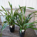 ニホンミツバチ誘引蘭 東洋蘭 ミスマフェット 5号サイズ 花芽5本以上付き大株苗 送料無料 金稜辺 キンリョウヘンとシンビジウムの原種でミツバチを誘引するデボニアナムを交配させて生まれたランです