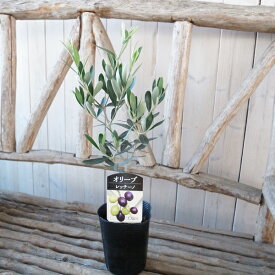 オリーブ レッチーノ 3.5号サイズ 苗 高さ40cmセンチ やや細長い葉で表面は濃い緑色 裏面が銀白色 室内観葉植物