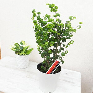 tBJX B obN 5TCY xW~ A  ϗtA 򂠂J[t O[ 