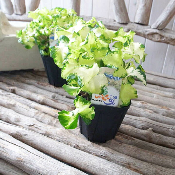 楽天市場 ヘデラ ヘリックス ムーンライト 苗 最新 アイビー 苗 母の日 花 ガーデニング岐阜緑園