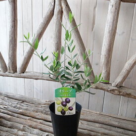 オリーブ コロネイキ 3.5号サイズ 苗 高さ40cmセンチ 細長い葉 グリーン 観葉植物