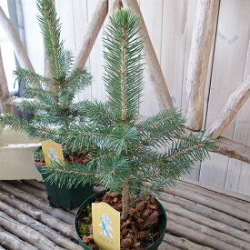ピセア P スーパーブルーシードリンク 5号サイズ 鉢植え　 観葉植物 コニファー類の中でも希少品種 珍しい クリスマスツリー