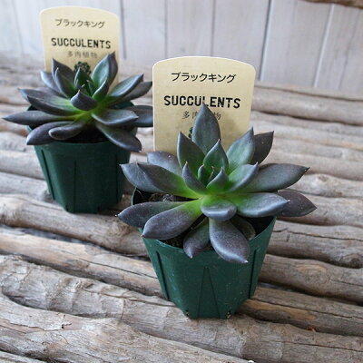 楽天市場 多肉植物 エケベリア ブラックキング 2 5号サイズ 鉢植え タニクショクブツ 黒い葉が美しいエケベリア 母の日 花 ガーデニング岐阜緑園 楽天市場 多肉植物 エケベリア ブラックキング 2 5号サイズ 鉢植え タニクショクブツ 黒い葉が美しいエケベリア 母の日 花 ガーデニング岐阜緑園