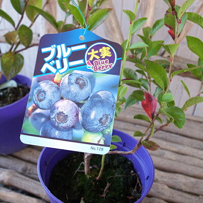 楽天市場 ノーザンハイブッシュ系 ブルーベリー ブルーマジシャン 4号 2年生 今が植え時 母の日 花 ガーデニング岐阜緑園