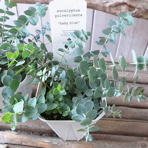 観葉植物 珍しい 花 苗の人気商品 通販 価格比較 価格 Com