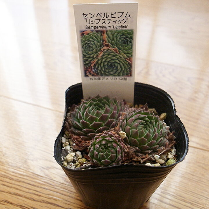 楽天市場】センペルビウム リップスティック 3号サイズ 苗 多肉植物 