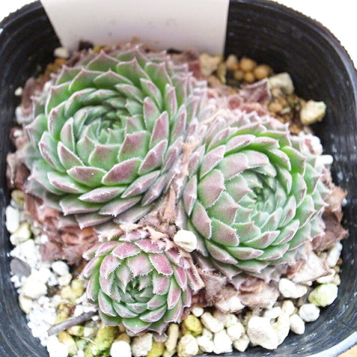 楽天市場】センペルビウム リップスティック 3号サイズ 苗 多肉植物 