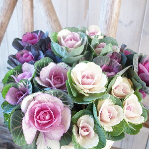 n{^ xr[X}C 3TCY c tO ܂3Zbg 񂹐Am̊񂹐Aɂ킹₷lCi