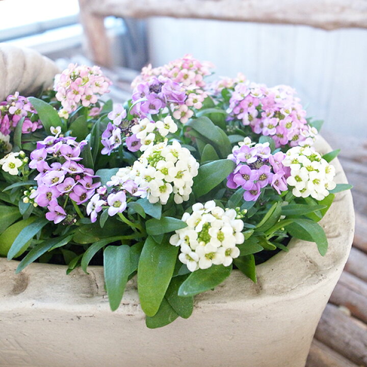 楽天市場】パステルミックスMIX アリッサム 3株セット ニワナズナ  