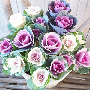 tO n{^ xr[t 2.5TCY c ܂2Zbg 񂹐Am̊񂹐Aɂ킹₷lCi