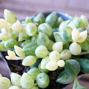 珍しい 多肉植物の人気商品 通販 価格比較 価格 Com