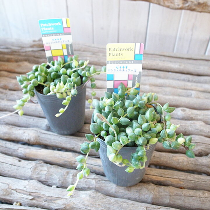 楽天市場 セネキオ エンジェルティアーズ 2 5号 苗 多肉植物 斑入りのピーチネックレス クリームホワイトとグリーンのとても珍しい品種 母の日 花 ガーデニング岐阜緑園