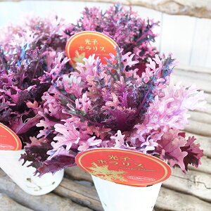 苗 葉牡丹の人気商品 通販 価格比較 価格 Com