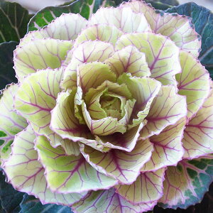 tO n{^ [Ă EP 3.5TCY c N ׁIAin{^񂹐A̒ т₩ȗttO