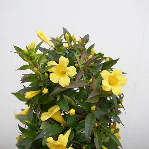 JCiWX~ 5TCY A CG[ F ԉt 40cmZ`