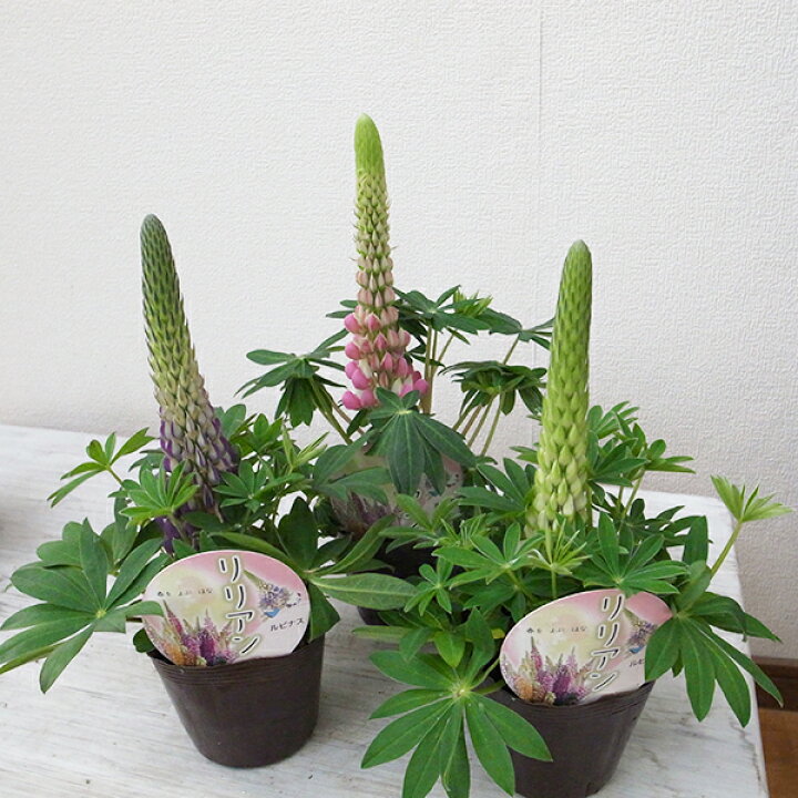 楽天市場 ルピナス 3株セット 花芽付きルピナス大苗 花苗 イングリッシュガーデン 耐寒性多年草 花 フラワー 販売 通販 種類 母の日 花 ガーデニング岐阜緑園