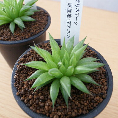 楽天市場 多肉植物 ハオルチア ビリデリネアータ 2 5号サイズ 鉢植え タニクショクブツ 母の日 花 ガーデニング岐阜緑園 楽天市場 多肉植物 ハオルチア ビリデリネアータ 2 5号サイズ 鉢植え タニクショクブツ 母の日 花 ガーデニング岐阜緑園