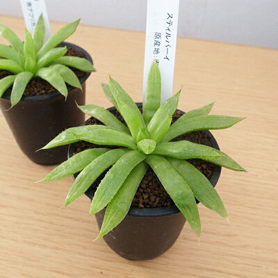 楽天市場 クーポン利用で10 Off 多肉植物 ハオルチア スティルバーイ 2 5号サイズ 鉢植え タニクショクブツ 母の日 花 ガーデニング岐阜緑園
