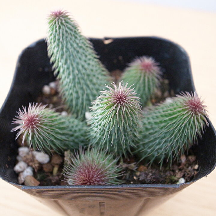 楽天市場】多肉植物 ガガイモ ピランシー（阿修羅）3号サイズ 苗 