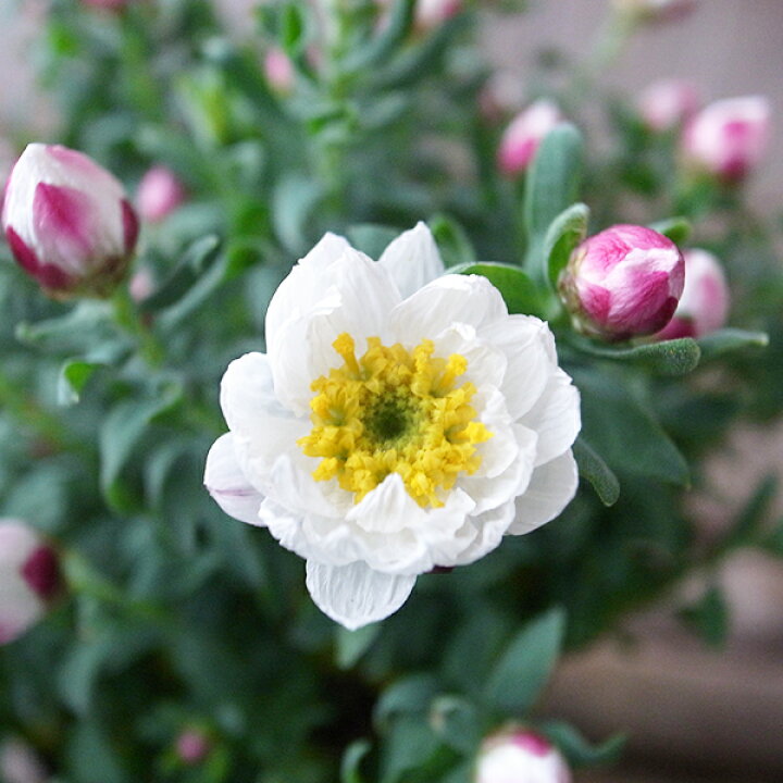 楽天市場 花かんざし 苗 4株セット ハナカンザシ 花芽付 母の日 花 ガーデニング岐阜緑園