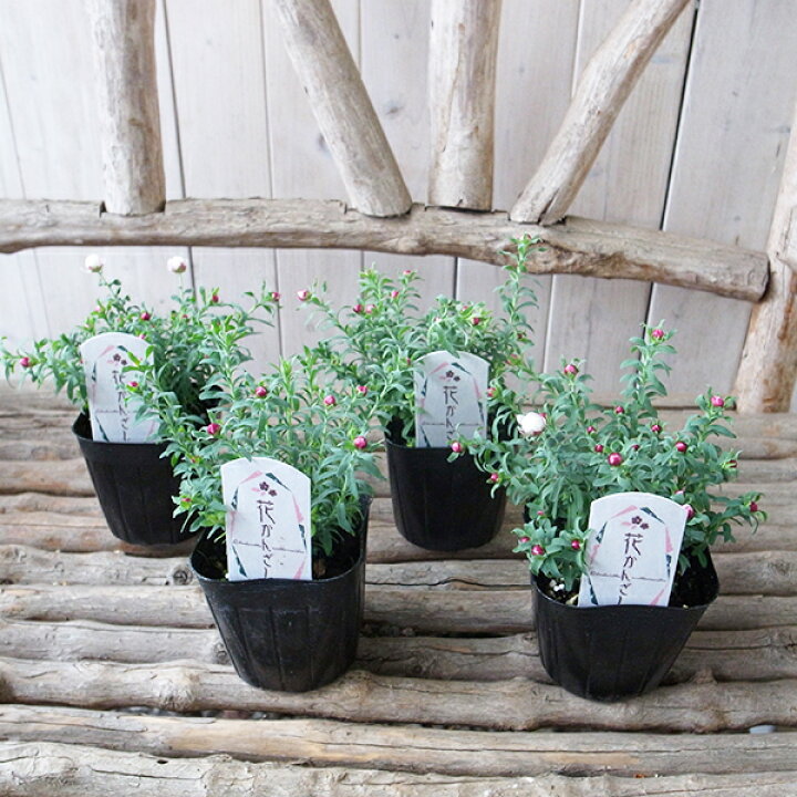 楽天市場 花かんざし 苗 4株セット ハナカンザシ 花芽付 母の日 花 ガーデニング岐阜緑園
