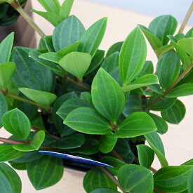 楽天市場 観葉植物 種類 植物 ペペロミア 観葉植物 花 観葉植物 花 ガーデン Diyの通販 楽天市場 観葉植物 種類 植物 ペペロミア 観葉植物 花 観葉植物 花 ガーデン Diyの通販