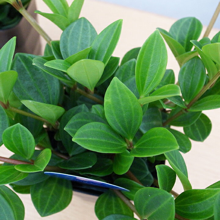 楽天市場 ペペロミア フェアリー 4号サイズ 鉢植え 観葉植物 母の日 花 ガーデニング岐阜緑園
