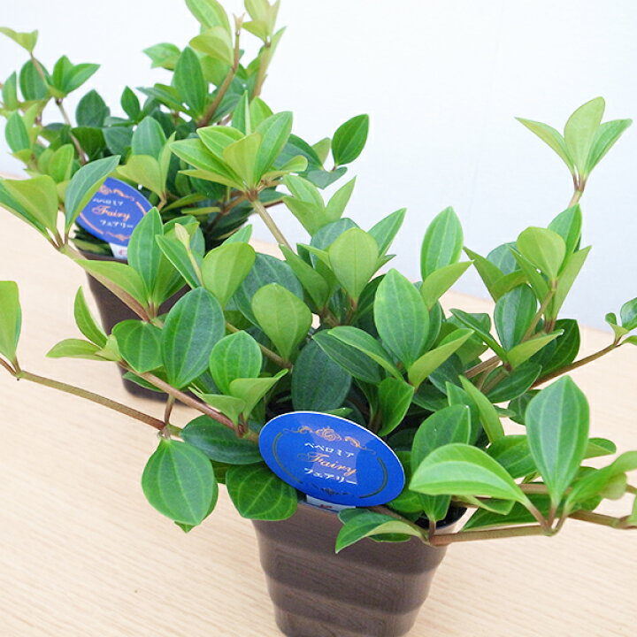 楽天市場 ペペロミア フェアリー 4号サイズ 鉢植え 観葉植物 母の日 花 ガーデニング岐阜緑園
