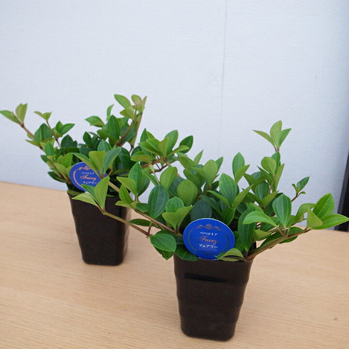 楽天市場 ペペロミア フェアリー 4号サイズ 鉢植え 観葉植物 母の日 花 ガーデニング岐阜緑園