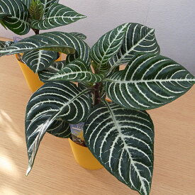 楽天市場 観葉植物 種類 植物 ダニア 花 観葉植物 花 ガーデン Diy の通販 楽天市場 観葉植物 種類 植物 ダニア 花 観葉植物 花 ガーデン Diy の通販