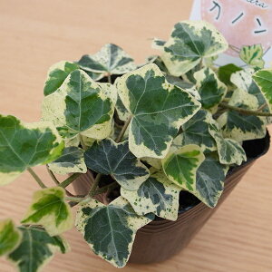 観葉植物 ヘデラの人気商品 通販 価格比較 価格 Com 観葉植物 ヘデラの人気商品 通販 価格比較 価格 Com
