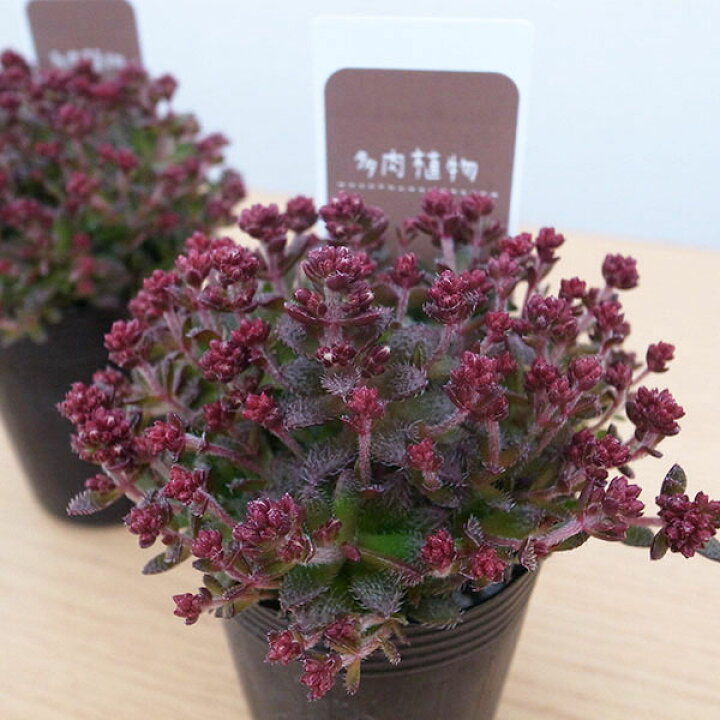 楽天市場】多肉植物 クラッスラ トランスパール 2.5号サイズ 苗 タニク 