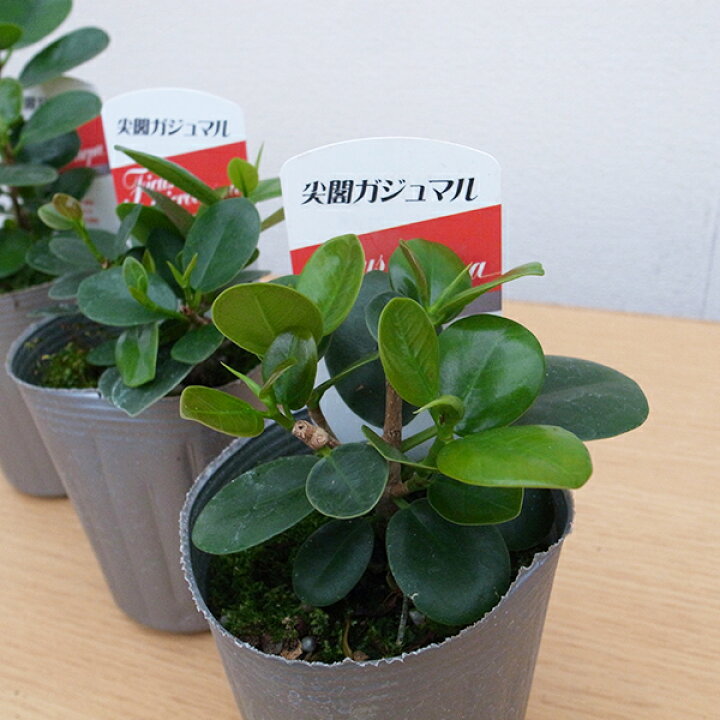 楽天市場】尖閣 センカク ガジュマル 3号サイズ 苗 希少品種 観葉植物  