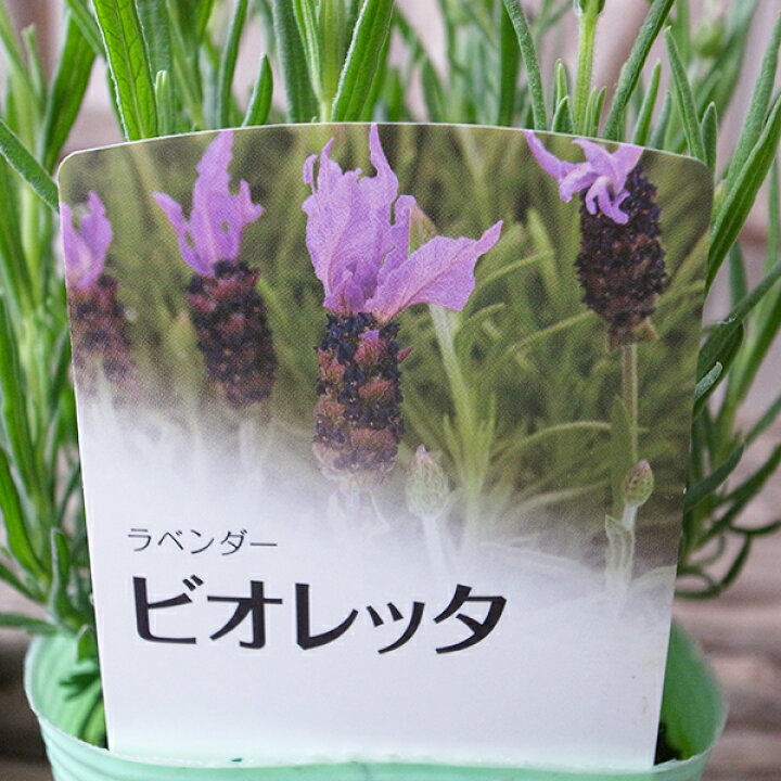 楽天市場 ラベンダー ストエスカス ビオレッタ 3 5号サイズ 苗 ハーブ 母の日 花 ガーデニング岐阜緑園