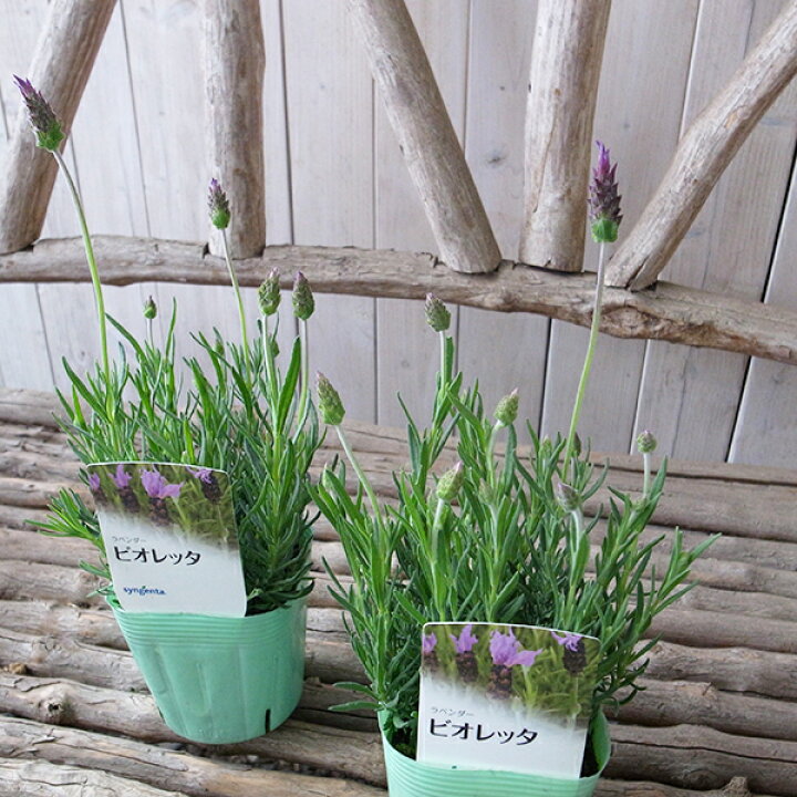 楽天市場 ラベンダー ストエスカス ビオレッタ 3 5号サイズ 苗 ハーブ 母の日 花 ガーデニング岐阜緑園