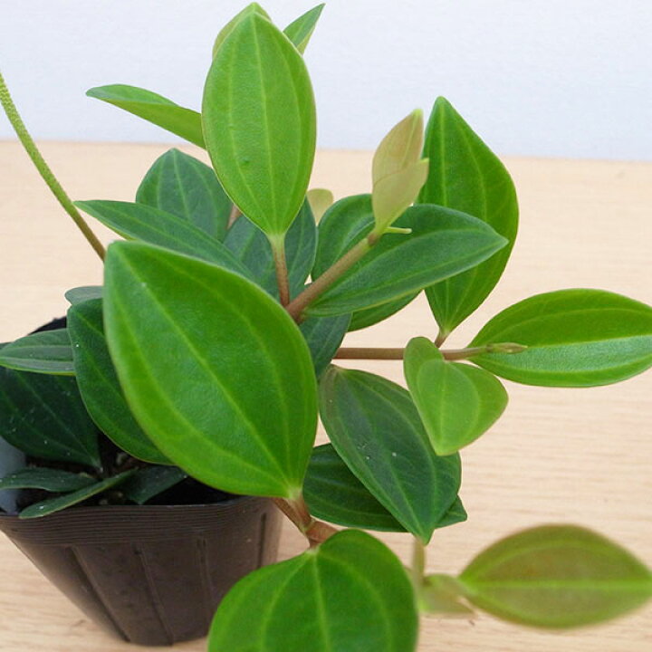 楽天市場 ペペロミア フェアリー 3号サイズ 苗 観葉植物 室内で一年中楽しめます 母の日 花 ガーデニング岐阜緑園 楽天市場 ペペロミア フェアリー 3号サイズ 苗 観葉植物 室内で一年中楽しめます 母の日 花 ガーデニング岐阜緑園