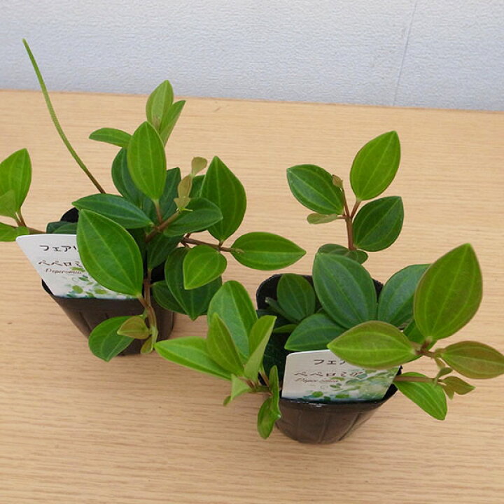 楽天市場 ペペロミア フェアリー 3号サイズ 苗 観葉植物 室内で一年中楽しめます 母の日 花 ガーデニング岐阜緑園
