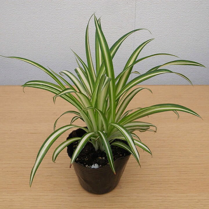 楽天市場】オリヅルラン 3号サイズ 苗 観葉植物 斑入りの葉が綺麗で 