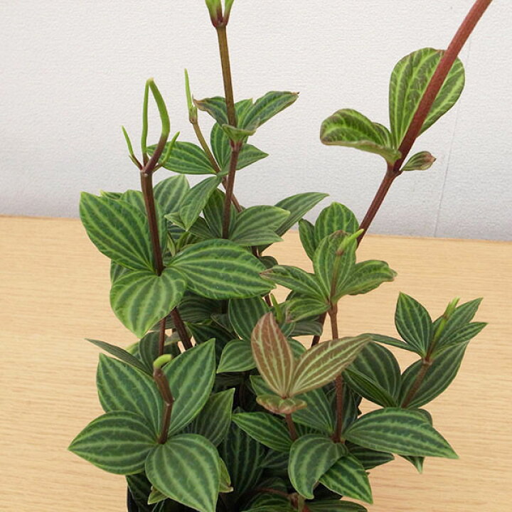 楽天市場 ペペロミア プテオラータ 4号サイズ 鉢植え 観葉植物 母の日 花 ガーデニング岐阜緑園