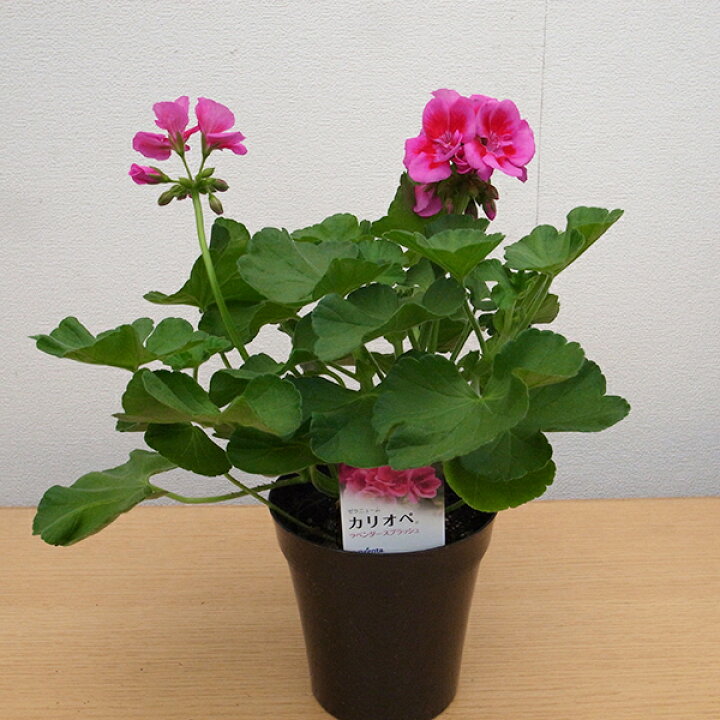 楽天市場 ゼラニウム カリオペ ラベンダースプラッシュ 5号サイズ 鉢植え 多年草 花芽付 ゼラニューム 母の日 花 ガーデニング岐阜緑園