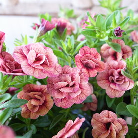 カリブラコア ティフォシー アンティーク No46　3.5号サイズ 苗 花芽付 今までにないアンティークな花色が魅力の最新品種