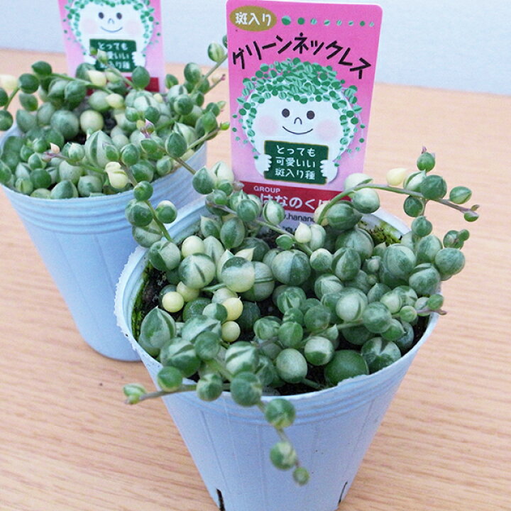 楽天市場 斑入り グリーンネックレス ロングポット 2 5号サイズ 苗 レア品種 珍しい 多肉植物 タニクショクブツ 母の日 花 ガーデニング岐阜緑園
