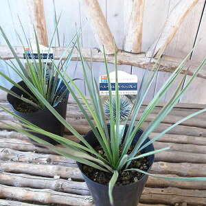 ヘスペロユッカ ウイップレイ 4号サイズ ロングポット 苗 高さ30cmセンチ 観葉植物