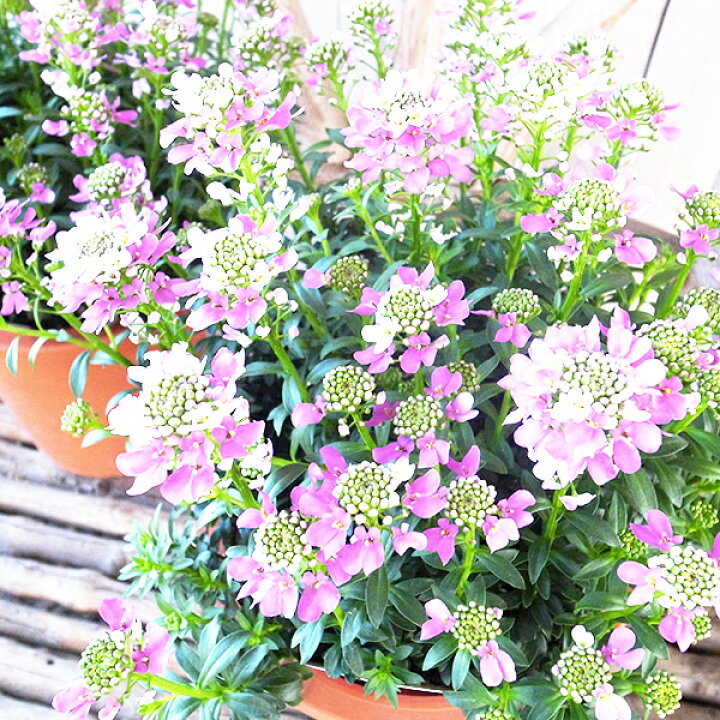 楽天市場 宿根イベリス クイーンアメジスト 2 5号サイズ 苗 宝石のように高貴な紫 パープル 母の日 花 ガーデニング岐阜緑園