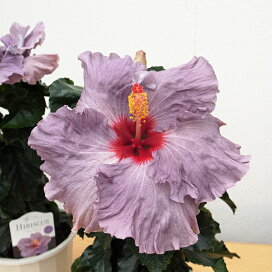 楽天市場 鉢花 通販 ハイビスカス 母の日 花 ガーデニング岐阜緑園