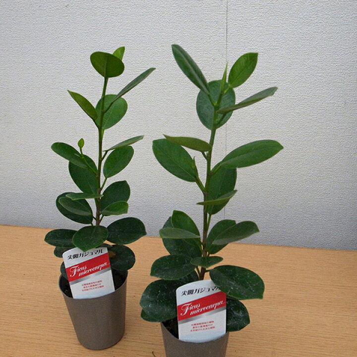 楽天市場 尖閣 センカク ガジュマル ロング 3号サイズ 苗 観葉植物 母の日 花 ガーデニング岐阜緑園